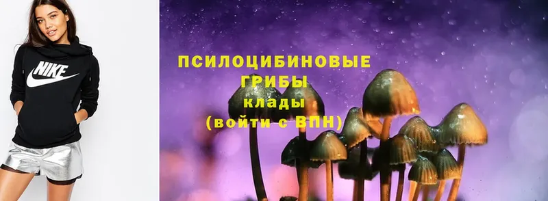 дарнет шоп  Ершов  Псилоцибиновые грибы Psilocybe 